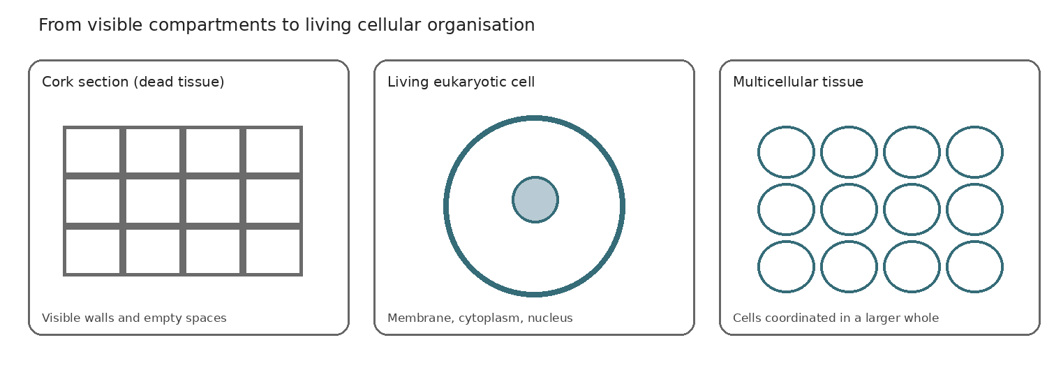 Explanatory diagram contrasting microscopic cellular compartments, living cellular activity and coordinated multicellular organisation.