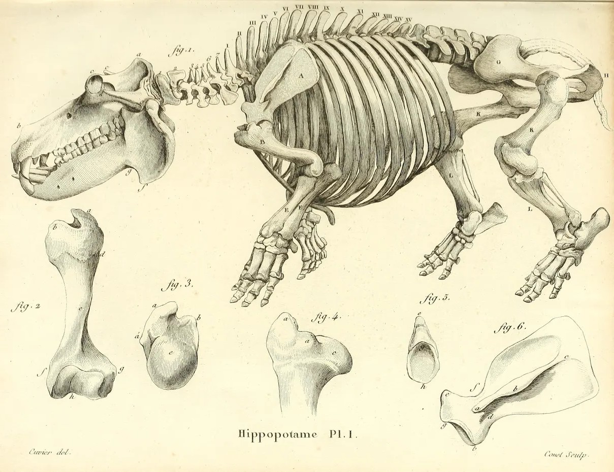 Cuvier’s engraved comparative-anatomical plate of hippopotamus skeletal structures, 1812