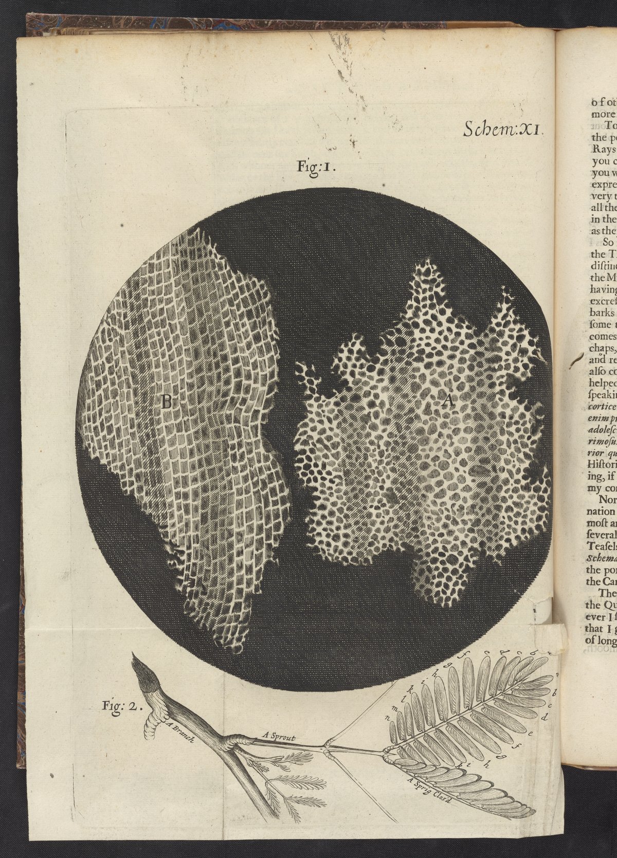 Robert Hooke's microscopic illustrations of cork, Figures A and B, with botanical drawings of sprouts, from Micrographia (1665), Scheme XI.